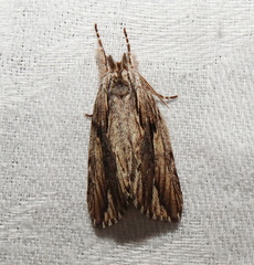 Ecnomodes sagittaria