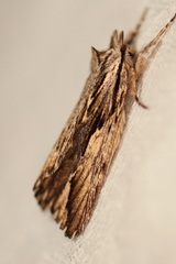 Ecnomodes sagittaria