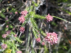 Helichrysum teretifolium