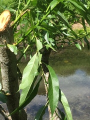 Salix pentandra
