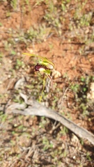 Caladenia verrucosa