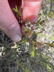 Diosma hirsuta