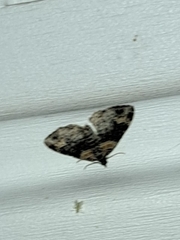 Xanthorhoe ferrugata