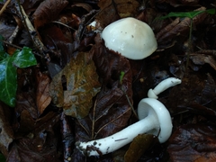 Hygrophorus