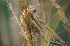 Lonchura punctulata topela