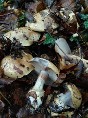 Glaucopodes