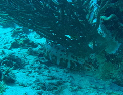 Plectropomus leopardus