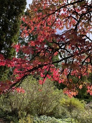 Liquidambar styraciflua