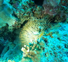 Acanthaster