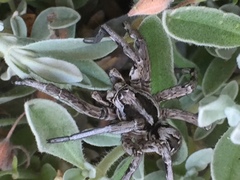 Lycosa hispanica