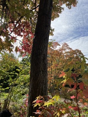 Liquidambar styraciflua