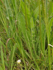 Leontodon hispidus hispidus