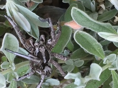 Lycosa hispanica