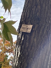 Liquidambar styraciflua