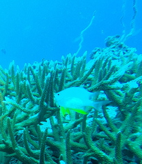 Amblyglyphidodon orbicularis