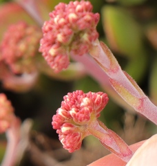 Crassula pubescens