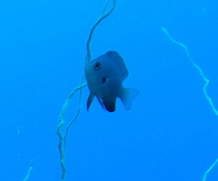 Pomacentrus microspilus