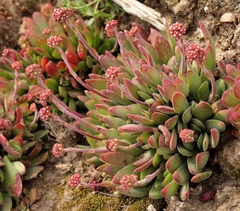 Crassula pubescens