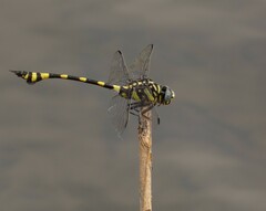 Ictinogomphus rapax