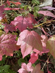 Liquidambar styraciflua