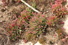 Crassula pubescens