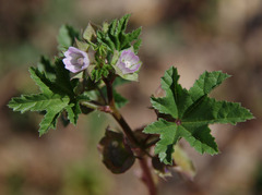 Malva parviflora