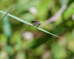 Heteropogon macerinus