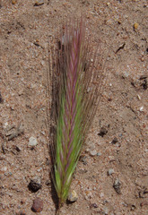 Hordeum murinum glaucum