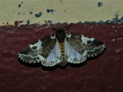 Sciatta inconcisa