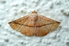 Eublemma