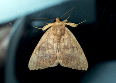 Poaphilini