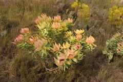 Leucadendron tinctum