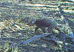 Phascolarctos cinereus victor