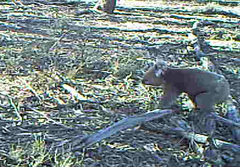 Phascolarctos cinereus victor