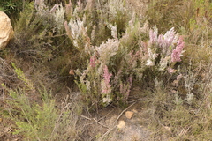 Erica quadrangularis