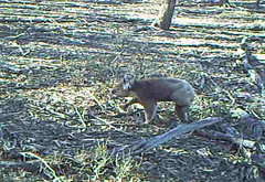 Phascolarctos cinereus victor