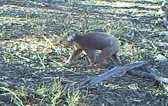 Phascolarctos cinereus victor