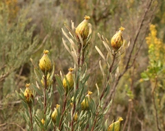 Leucadendron rubrum