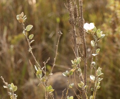 Podalyria hirsuta