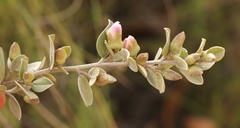 Podalyria hirsuta