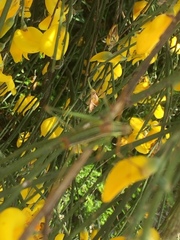 Odontura macphersoni