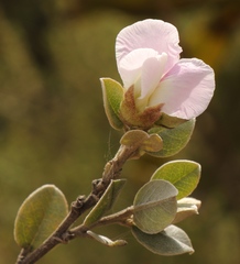 Podalyria hirsuta