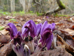 Lathraea clandestina
