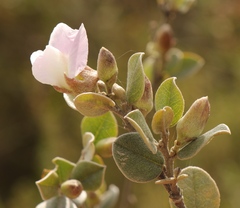 Podalyria hirsuta