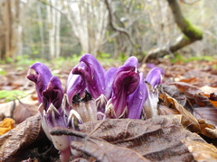 Lathraea clandestina