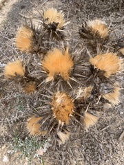 Carlina hispanica