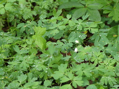 Isopyrum thalictroides