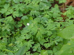 Isopyrum thalictroides