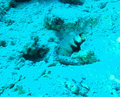 Amblyeleotris guttata