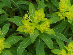 Euphorbia hyberna